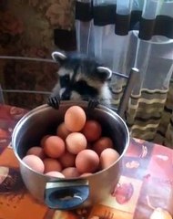 Raccoon's Paws are Too Tiny for Eggs