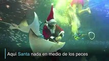 Santa es la estrella en acuario de Seúl
