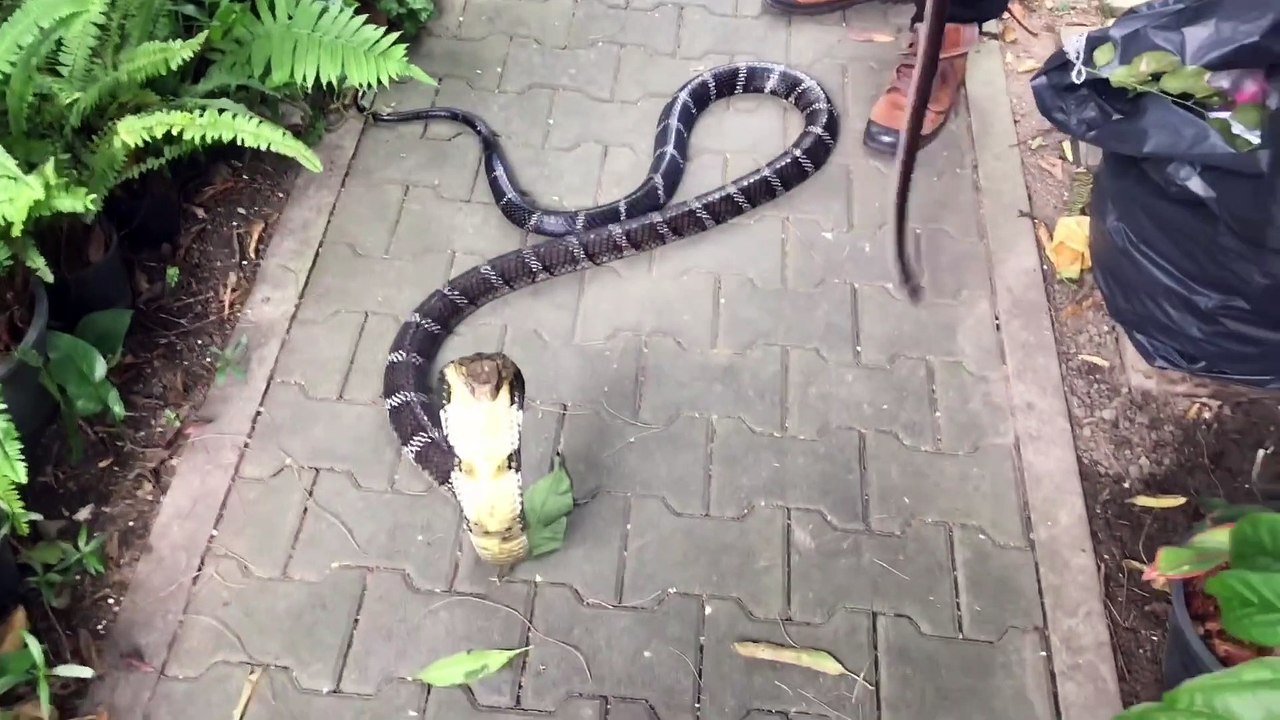 Cobra royal contre serpent Sunbeam... Impressionnant