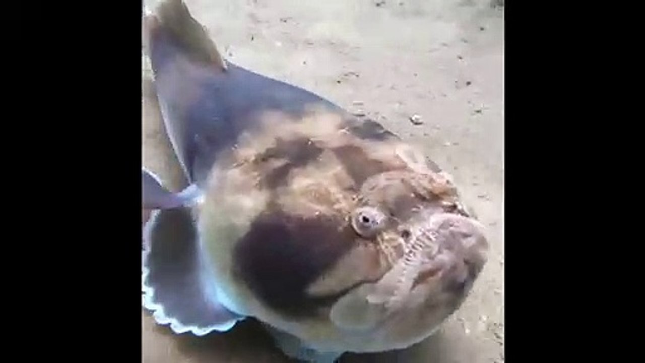 Regardez comment ce poisson va disparaître d'un coup