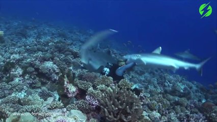 Un requin mord le masque d'un plongeur... grosse frayeur