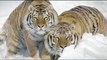 Les images incroyables de deux tigres en train de jouer dans la neige