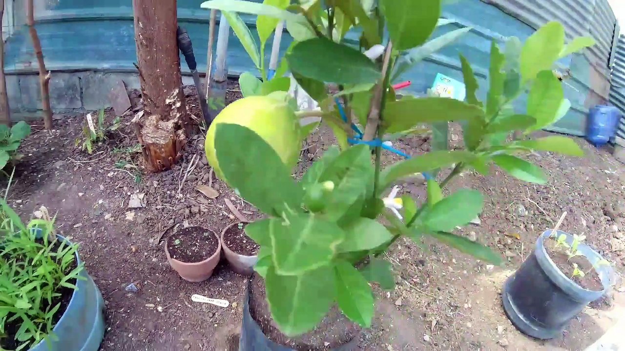 Transplanting My Grafted African Lemon To A Big Container