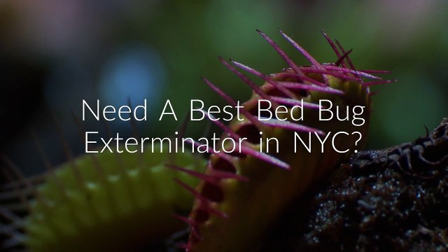 Certified OCP Bed Bug Exterminator in NYC