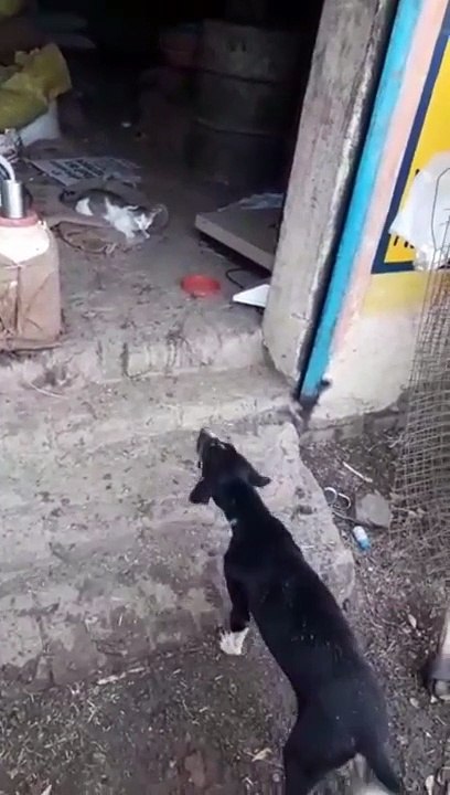 Cat or dog