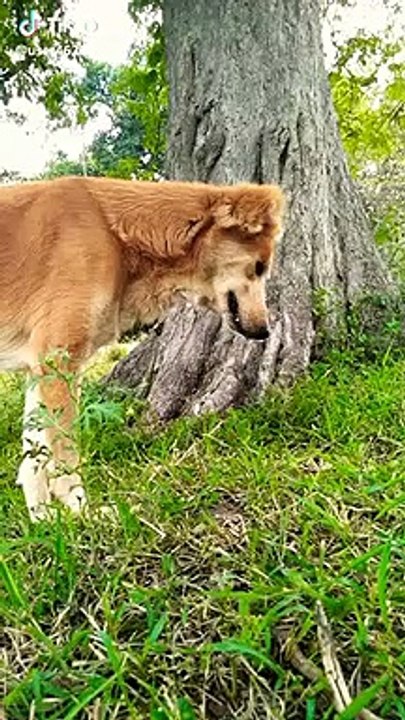 crying dog