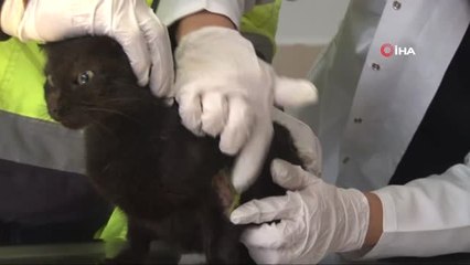 Araçları Çalıştırmadan Önce Dikkat...motora Sıkışan Kedi Kontrol Edilmeden Aracın Çalıştırılması...