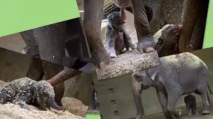 Phoebe the Elephant at Columbus Zoo and Aquarium