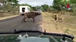 Lion Attacks a buffalo is most watchable in dailymotion-----