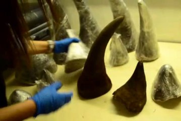 Atatürk Havalimanı'nda 12 Milyonluk Gergedan Boynuzu Operasyonu