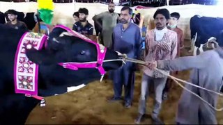 Pakistani Cows Mandi MOST EXPENSIVE Bull in Asia's Largest Cattle market - Eid ul Adha 2017