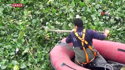 Asi Nehri üzerindeki su sümbülleri temizleniyor