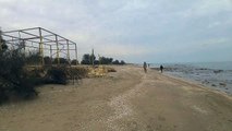 Barletta: alberi muoiono sul lungomare 