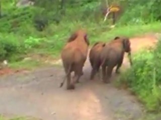 கிருஷ்ணகிரி அருகே பீதி.. கிராமங்களுக்குள் புகுந்த யானை