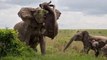 Elephant Stabs Buffalo Shows Who's Boss - Poor Buffalo Can Not Escape