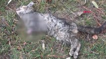 Çorum'da Ön Ayakları Kesilmiş Kedi Ölüsü Bulundu