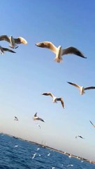 Beautifull Birds surrounds the Boat