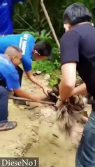 Thailand Dog Vs Snake, look who wins