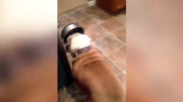 Ce chien affamé apporte sa gamelle à son maitre... Tellement drôle