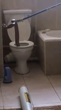 Regardez ce qu'ils vont trouver dans les toilettes : un cobra immense