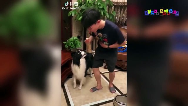 Приколы про собак. Непримиримые родственники.