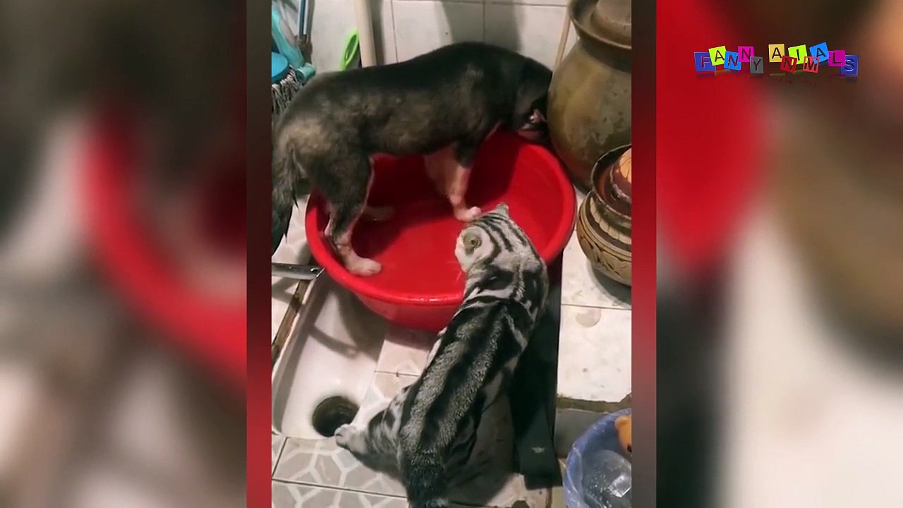 Просто приколы с котанами. Кошка воспитывает собаку.