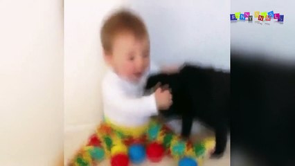 Приколы про собак. Пёс помощник.