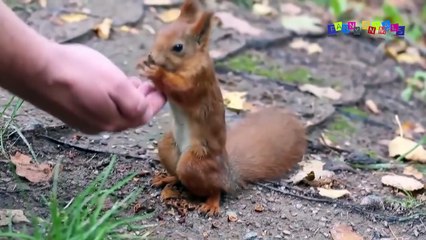 Разные приколы с разными животными. Не дразните енота!