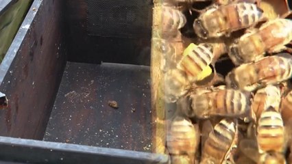 日 대규모 꿀벌 실종 사건...원인은 오리무중 / YTN