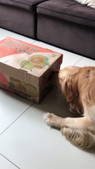 Golden Retriever Gets a Puppy Surprise