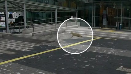 데이터로 본 고라니 출몰...테헤란로에도 떴다 / YTN