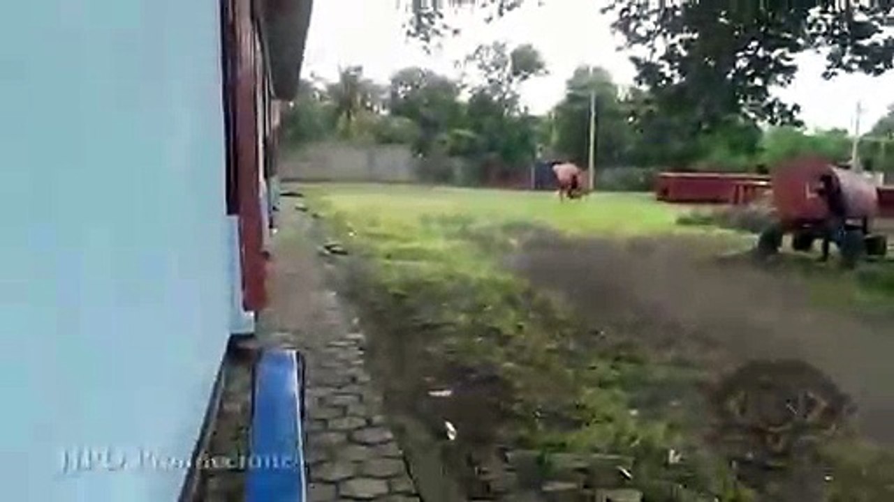 Extraña criatura captado en cámara