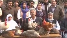 Geo News Reporter Amin Hafeez report on imran khan chicken and eggs scheme