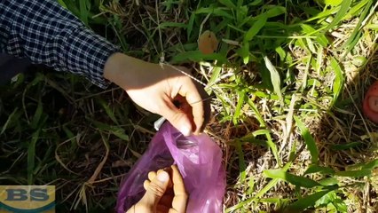 Khám phá miền Tây: Con gì cũng khủng, nhiều con lạ quá