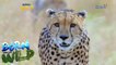 Born to Be Wild: Close encounter with a cheetah