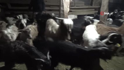 Zara'da Küçükbaş Hayvan Ölümleri