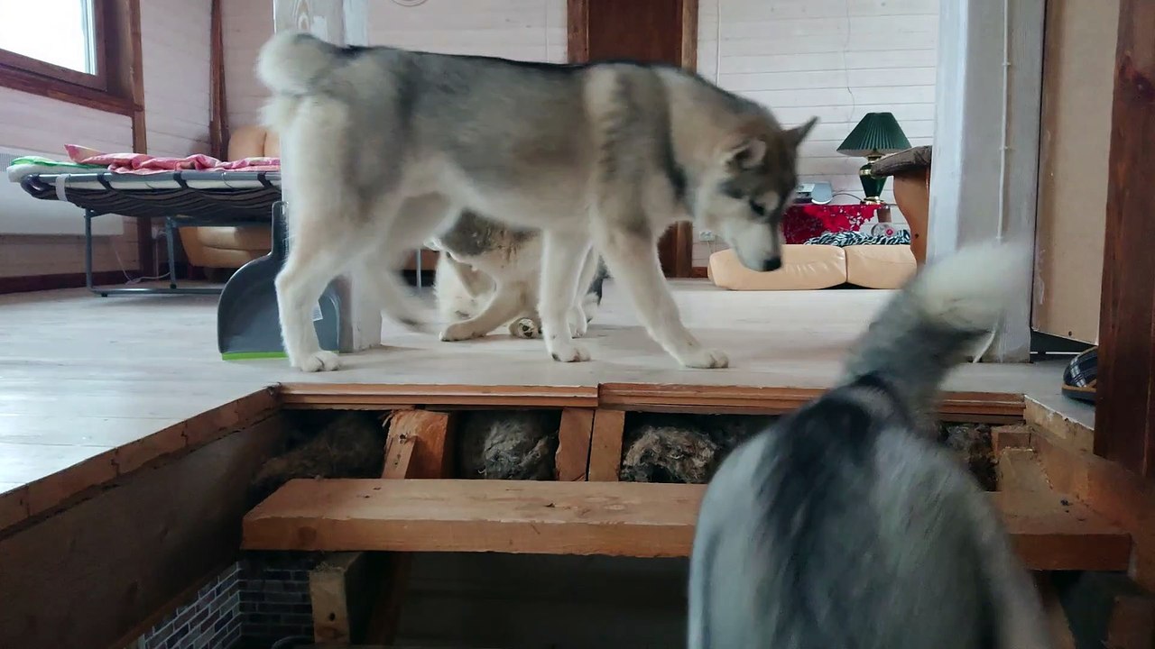 Husky afraid to go down the stairs and requires that I let her in my arms