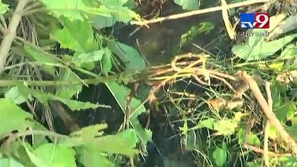 Despite so many canals, why Bodeli farmers lack irrigation water?- Tv9