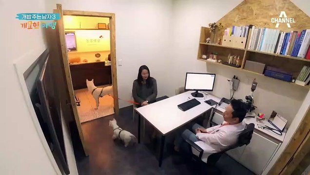 ※반려견 동반 여행 꿀팁※ 장거리 비행을 위한 크레이트 실전 연습기!