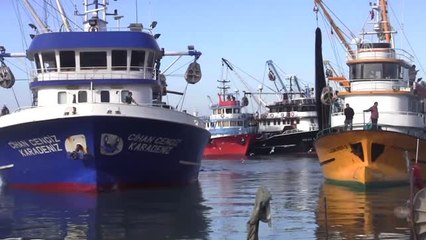 Limana Yaklaşık 50 Ton Hamsiyle Döndüler - Düzce