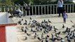 feeding pigeons in India