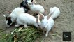 Cute Rabbits Eating