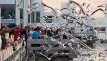 Bang Pu Seagulls Feeding Frenzy
