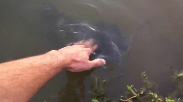 Ce gros poisson chat se laisse caresser