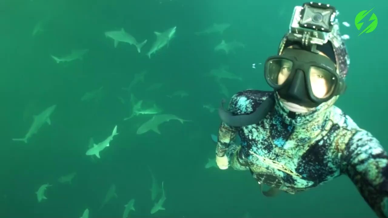 Ce plongeur nage avec des dizaines de requins et dauphins... Magnifique