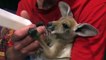 Quoi de plus mignon que ce bébé kangourou orphelin qui boit au biberon...