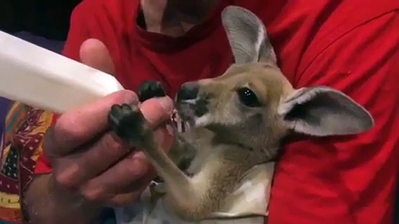 Quoi de plus mignon que ce bébé kangourou orphelin qui boit au biberon...