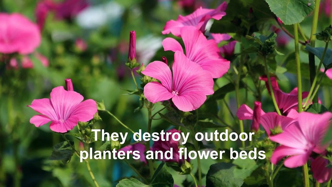 Empire Get Rid Of Squirrels In London UK