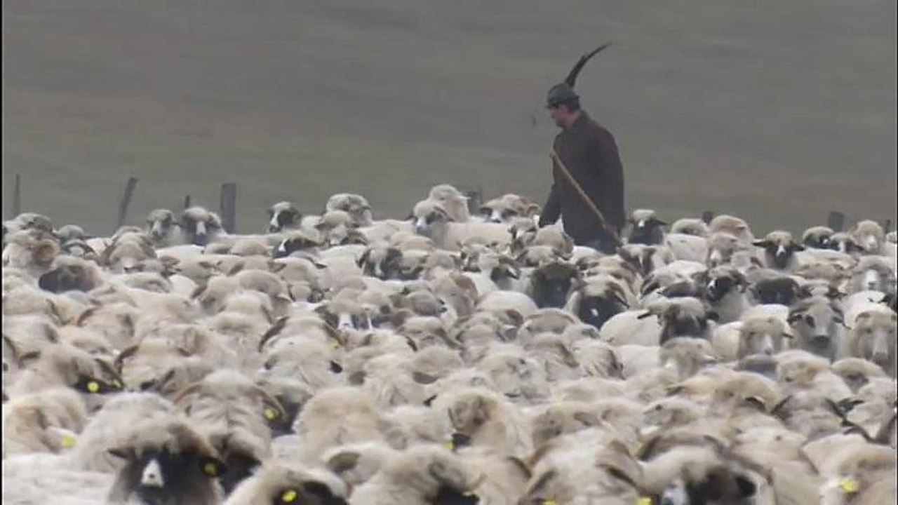 Die Bären sind los in Nord-Rumänien