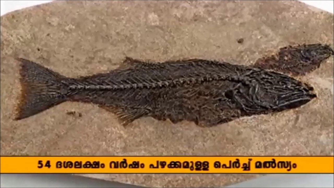 PARINAMAM പരിണാമം EVOLUTION YUKTHIVADI FREETHINKERS YUKTHIVADAM ATHEIST KERALA SCIENTIFIC MALAYALAM